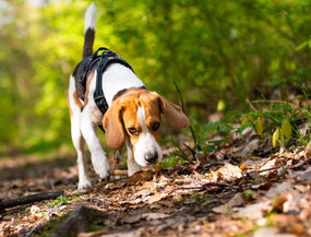 Blogbeitrag zum Thema Giftköder für Hunde