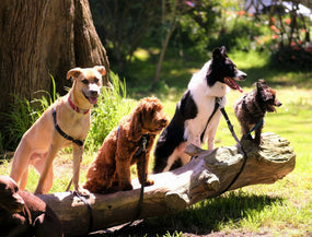 Pfoten auf Achse: 10 Ausflugsideen, die deinem Hund (und dir) richtig guttun