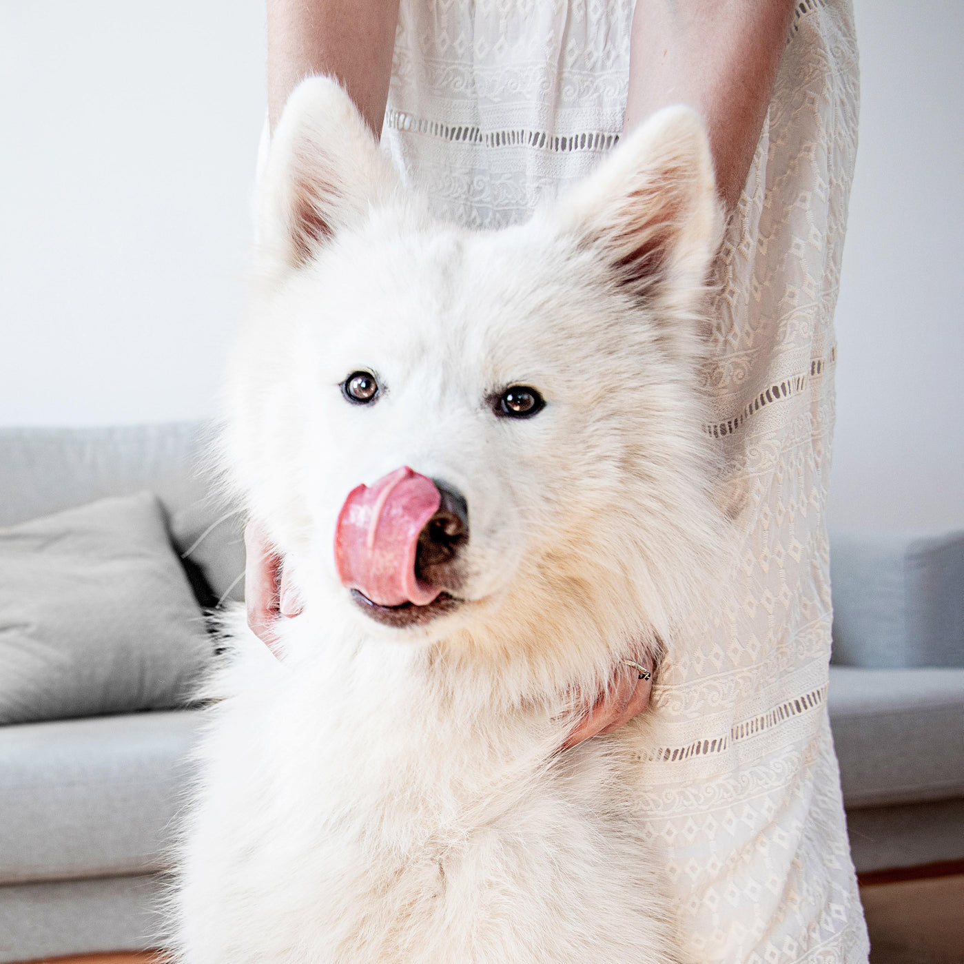 Beitrag zum Thema Mundgeruch beim Hund