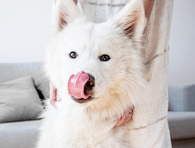 Beitrag zum Thema Mundgeruch beim Hund