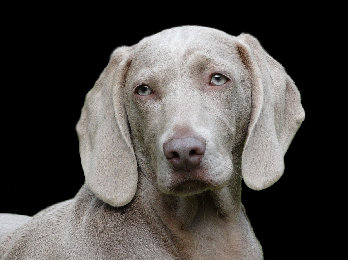 Was gegen tränende Augen beim Hund machen? - Ursachen und Lösungen