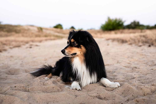 hund am strand