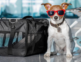 Hund im Flughafen