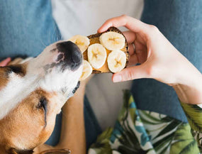 Hund mit Bananen