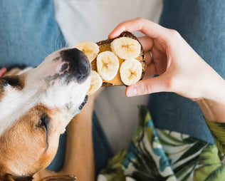 Hund mit Bananen