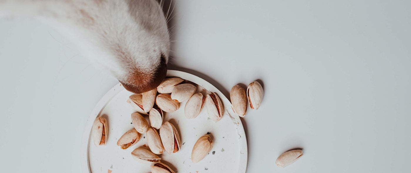 Dürfen Hunde Nüsse essen? Das musst du wissen!