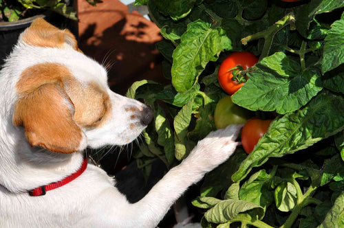 Hund mit Tomaten