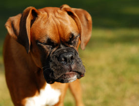 Hund niest oft