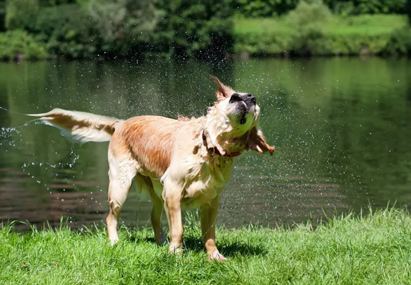 Hund schüttelt ständig den Kopf? Was dahintersteckt – und was du tun kannst