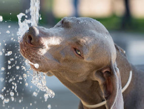 Ein Hund trinkt von einem Wasserhahn