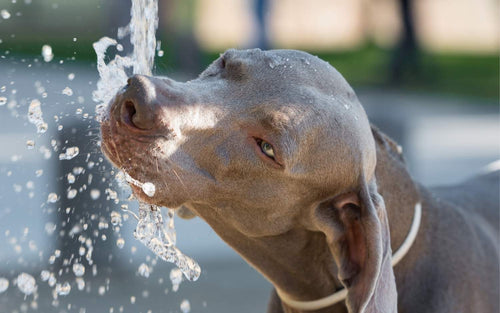 Ein Hund trinkt von einem Wasserhahn