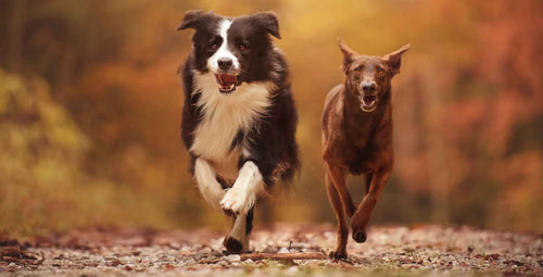 2 Hunde rennen nebeneinander im herbstlichen Wald