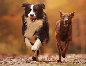 2 Hunde rennen nebeneinander im herbstlichen Wald