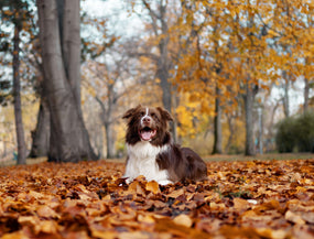 Sweater Weather & Routine Reset: Wie wir unsere Hunde im Herbst bestmöglich unterstützen können