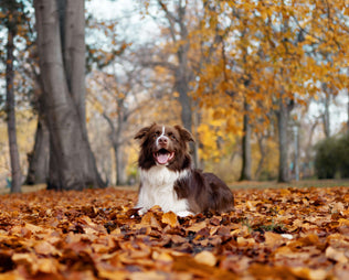 Sweater Weather & Routine Reset: Wie wir unsere Hunde im Herbst bestmöglich unterstützen können