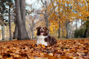Sweater Weather & Routine Reset: Wie wir unsere Hunde im Herbst bestmöglich unterstützen können