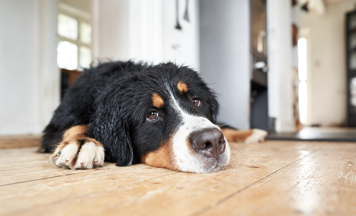 Alterserscheinungen bei Hunden und wie man damit umgeht