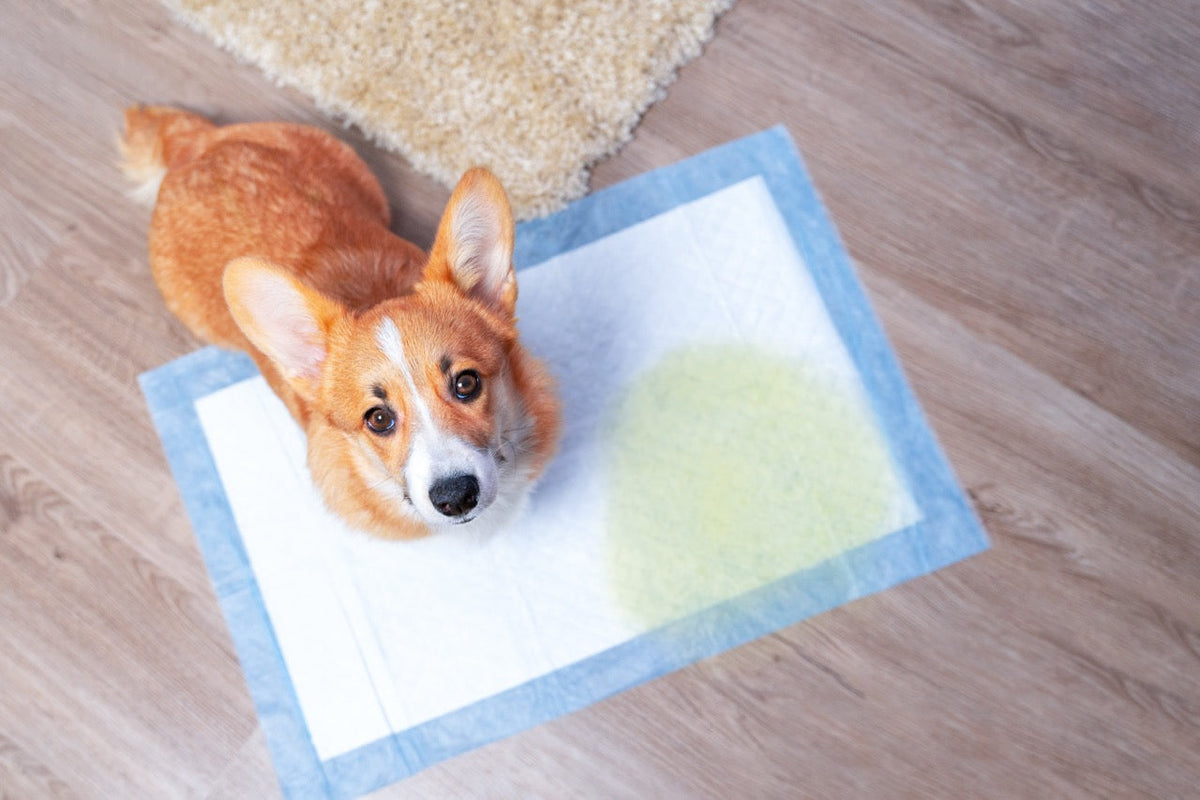 Inkontinenz beim Hund:  Wenn der Körper nicht mehr gehorcht – und wie du helfen kannst