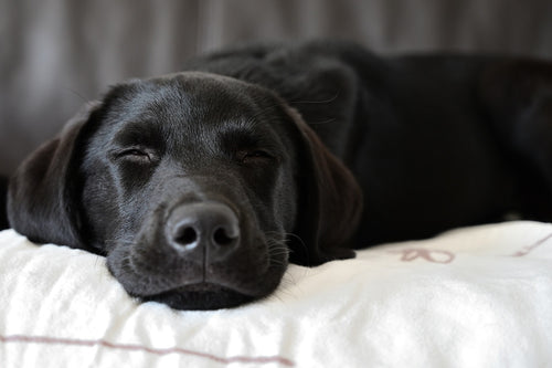 Schlafposition beim Hund: Das sagt sie aus