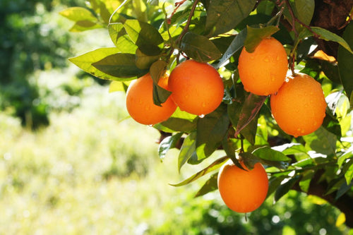 Dürfen Hunde Orangen essen: Was Du wissen musst