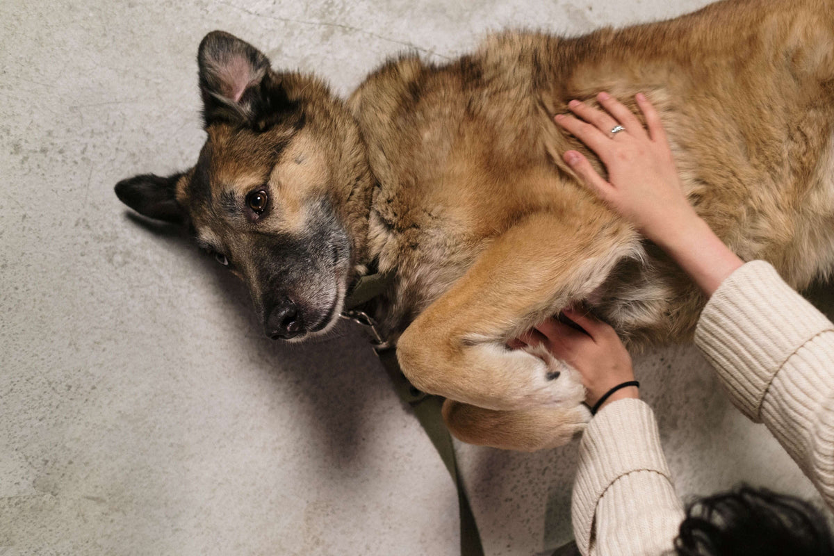 Darmsanierung beim Hund – Wann sie sinnvoll ist und wie sie funktioniert