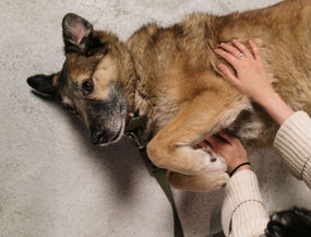 Darmsanierung beim Hund – Wann sie sinnvoll ist und wie sie funktioniert