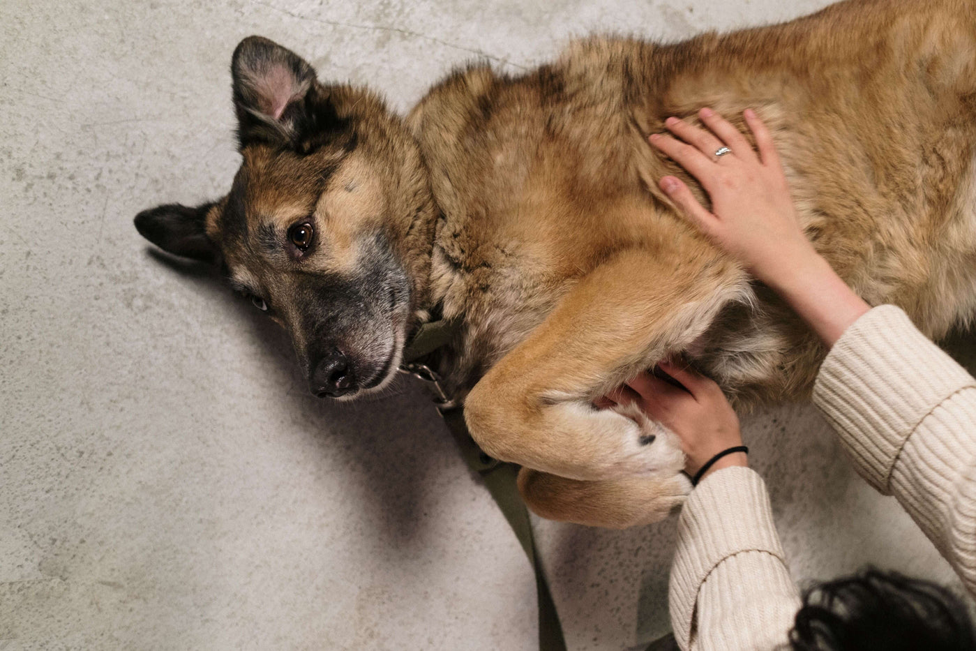 Durchfall beim Hund: Was hilft und wann du zum Tierarzt musst