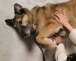 Durchfall beim Hund: Was hilft und wann du zum Tierarzt musst