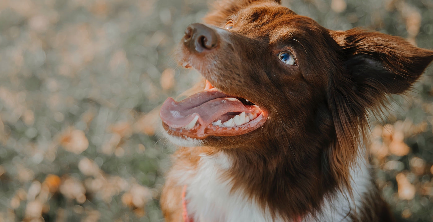 Hundegebiss – Alles, was Du über die Zähne Deines Hundes wissen musst