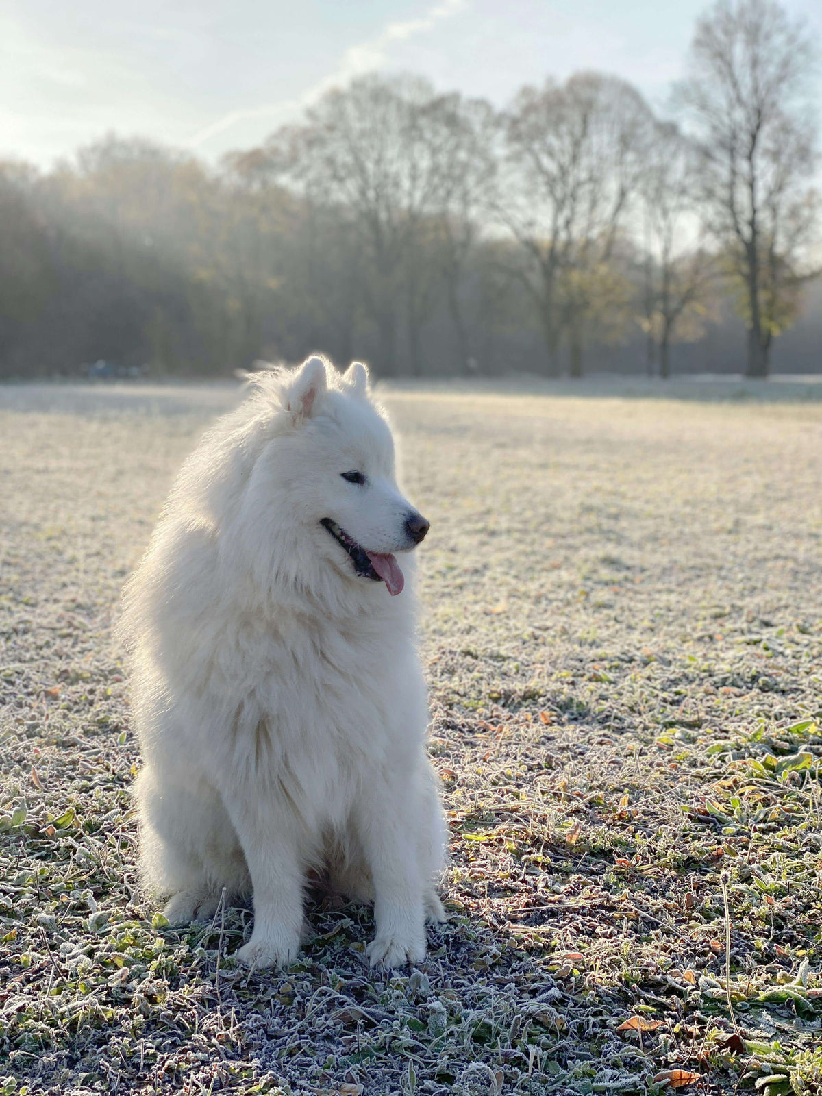 Hilfe, mein Hund frisst Erde - Ursachen und Lösungen