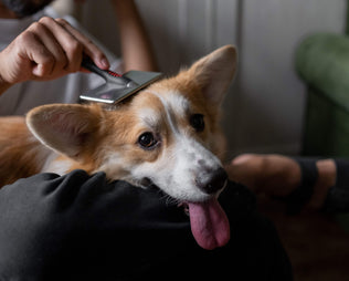 Haut und Fellgesundheit beim Hund: Erkennen, pflegen und unterstützen