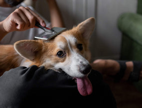 WAU, siehst du gut aus! Gesunde Haut & glänzendes Fell: Was Hunde dafür wirklich brauchen