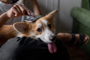 WAU, siehst du gut aus! Gesunde Haut & glänzendes Fell: Was Hunde dafür wirklich brauchen