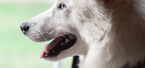 Zahnpflege beim Hund: Schluss mit Zahnbelag und Zahnstein!