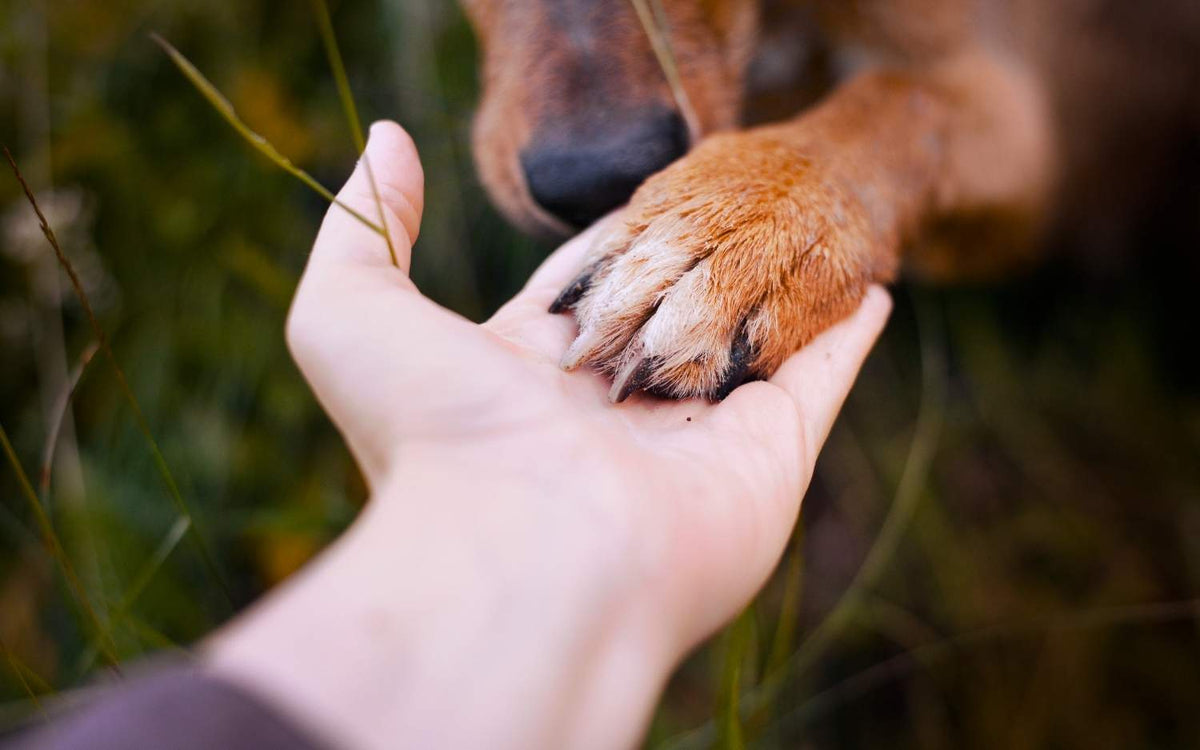 Die richtige Pfotenpflege bei deinem Hund