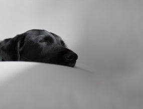 Silvester mit Hund: Beruhigungsmittel, Tipps und Tricks für einen stressfreien Start ins neue Jahr