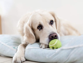 Pfoten auf der Bremse, warum dein Hund nicht Gassi gehen will, und wie du ihm die Freude daran zurückgibst