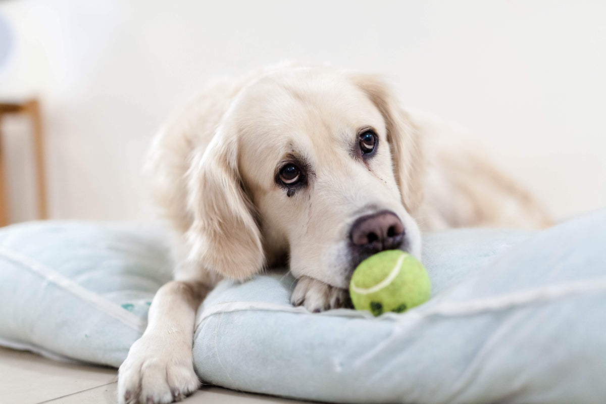 Pfoten auf der Bremse, warum dein Hund nicht Gassi gehen will, und wie du ihm die Freude daran zurückgibst