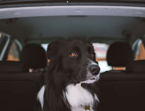 Hund erbricht beim Autofahren: Ursachen und was wirklich hilft