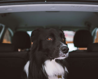 Hund erbricht beim Autofahren: Ursachen und was wirklich hilft