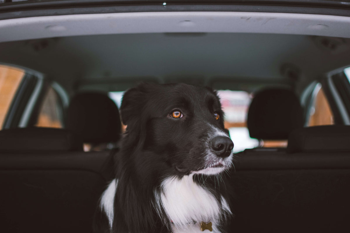 Hund erbricht beim Autofahren: Ursachen und was wirklich hilft