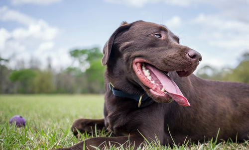 Magen-Darm beim Hund: Symptome erfolgreich bekämpfen