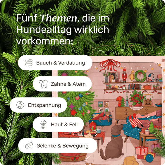 mammaly Adventskalender Themenbereiche Verdauung Gelenke Haut Fell Entspannung Zähne