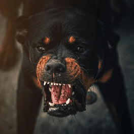 Aggression gegenüber Menschen oder anderen Tieren