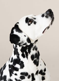 Du willst deinem Hund ein gesundes Leben schenken?