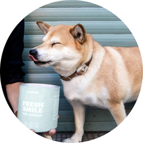 Insta Doggo 2