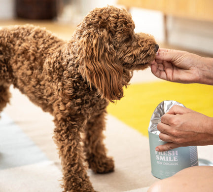 Fresh Smile: Nr. 1 probiotischer Zahnpflege-Snack für Hunde in Deutschland