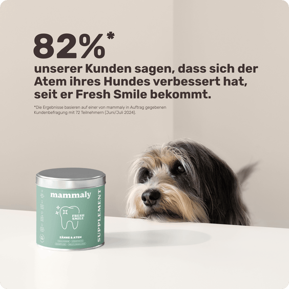 Hunde Zahnpflegesnack Fresh Smile Kundenumfrage
