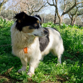 Frida & Heinz, 10.12.2024