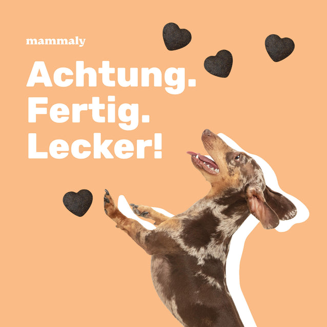 Gimme More! mit Huhn - mammaly